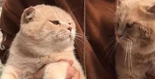 徒手抱起3只橘猫,意外的事情发生了! 徒手抱起3只橘猫,意外的事情发生了!