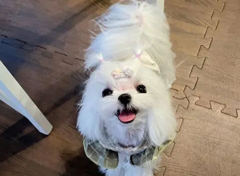 马尔济斯的吊长啥样 马尔济斯的吊长啥样