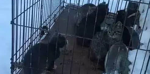 网友在雪地发现12只冻僵流浪猫,救援人员用体温“复活”了它们 网友在雪地发现12只冻僵流浪猫,救援人员用体温“复活”了它们