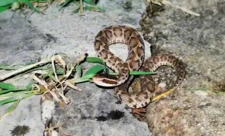 短尾蝮致死率 短尾蝮致死率