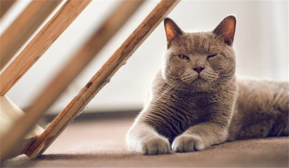 养猫影响运气吗 养猫影响运气吗