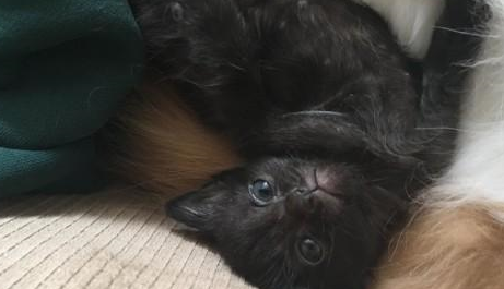 带回一只生病小猫,流浪猫把它当自己孩子疼,母爱太伟大 带回一只生病小猫,流浪猫把它当自己孩子疼,母爱太伟大