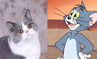 有个动画片里有只猫叫什么
