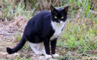养猫之后感觉人快抑郁了