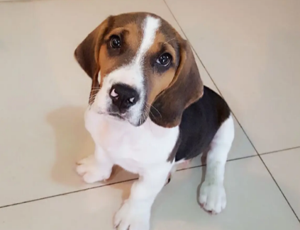 比格犬吃什么狗粮好 推荐纯天然狗粮