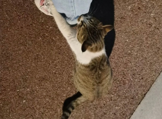 猫咪在校园找学生要食物,不给就抱大腿不松抓,掌握了要饭密码? 猫咪在校园找学生要食物,不给就抱大腿不松抓,掌握了要饭密码?