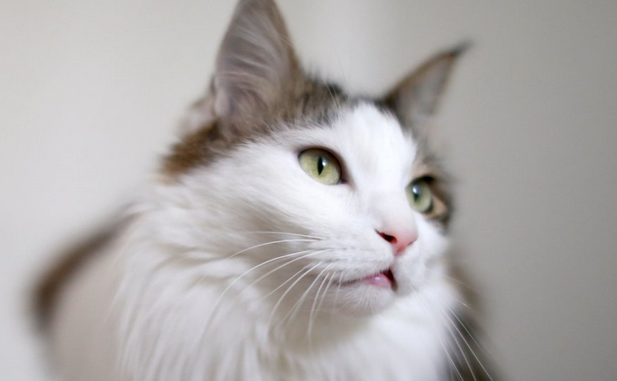 宠物猫打疫苗死亡主人索赔7万 法院判赔两千