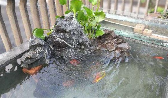 露天鱼池多久换一次水 露天鱼池多久换一次水