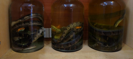 蛇酒泡制方法和药材 蛇酒泡制方法和药材