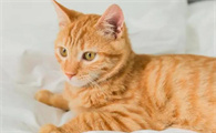 一个多月的小猫怎么养