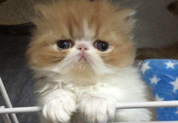 怎么判断猫咪是长毛还是短毛