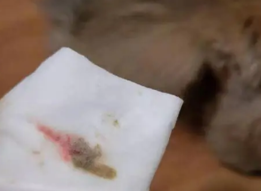 小猫拉血是什么情况