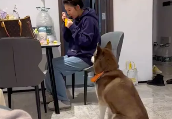 自从女主人怀孕后,狗狗就像保镖一样跟在她后面,理都不理男主人 自从女主人怀孕后,狗狗就像保镖一样跟在她后面,理都不理男主人