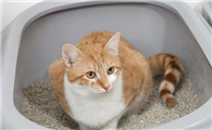 小猫拉稀能自愈吗
