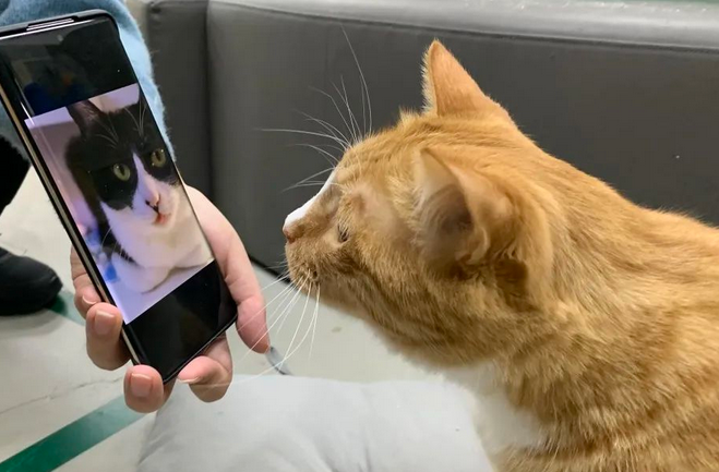 流浪猫能帮忙找回丢失的家猫?真的假的? 流浪猫能帮忙找回丢失的家猫?真的假的?
