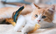 小猫多大发情
