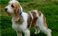 贝吉格里芬凡丁犬的养护常识，幼犬养护尤其重要