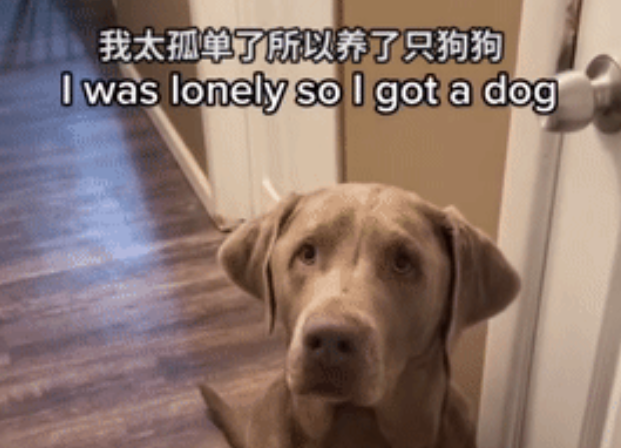 妹子养5只狗狗全是分手抢来的…争抚养权这块就没人能赢她! 妹子养5只狗狗全是分手抢来的…争抚养权这块就没人能赢她!