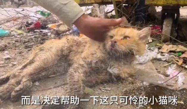垃圾桶旁边躺着一只无法移动的流浪猫,是饿得走不动路了么 垃圾桶旁边躺着一只无法移动的流浪猫,是饿得走不动路了么