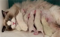 小猫生下来多久开始吃奶