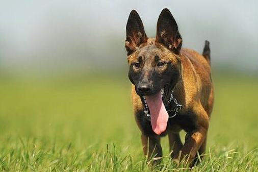 幼犬几个月可以开始训练 幼犬几个月可以开始训练