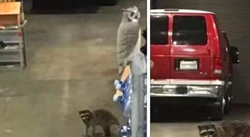 流浪猫成消防局保安后被投诉,猫咪主动辞职后,幸运被消防员收养 流浪猫成消防局保安后被投诉,猫咪主动辞职后,幸运被消防员收养