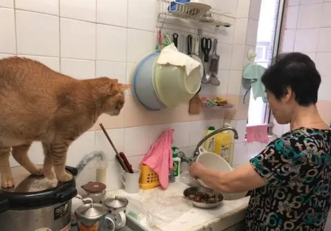父母不同意养猫,女子努力拉近猫和父母的关系,一年后成“外人” 父母不同意养猫,女子努力拉近猫和父母的关系,一年后成“外人”
