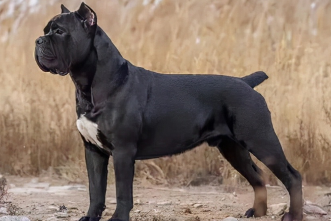 纯种卡斯罗犬特征 纯种卡斯罗犬特征