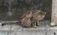 有虐猫倾向怎么办