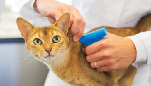 小猫是先驱虫还是先打猫三联