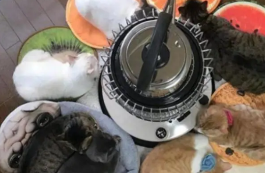 天冷了猫咪看见取暖器后,就如同见到了小鱼干一般,特别有趣 天冷了猫咪看见取暖器后,就如同见到了小鱼干一般,特别有趣