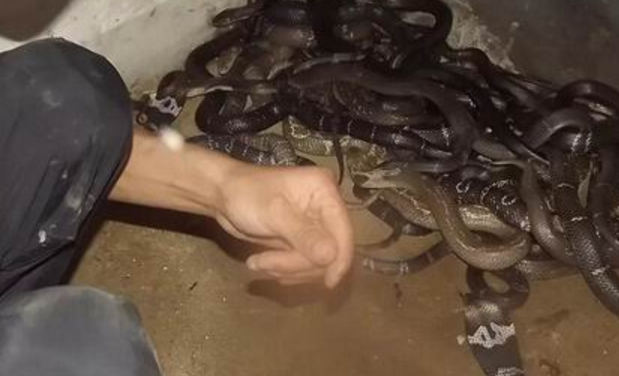 为什么养蛇人抓蛇不会被咬 为什么养蛇人抓蛇不会被咬