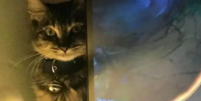 主人因为游戏而忽略猫咪,猫咪一脸郁闷,模样惹人心疼 主人因为游戏而忽略猫咪,猫咪一脸郁闷,模样惹人心疼