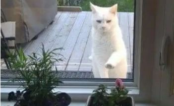 喂了一次流浪猫,就给自己摊上事,猫咪每天理直气壮的来讨食 喂了一次流浪猫,就给自己摊上事,猫咪每天理直气壮的来讨食