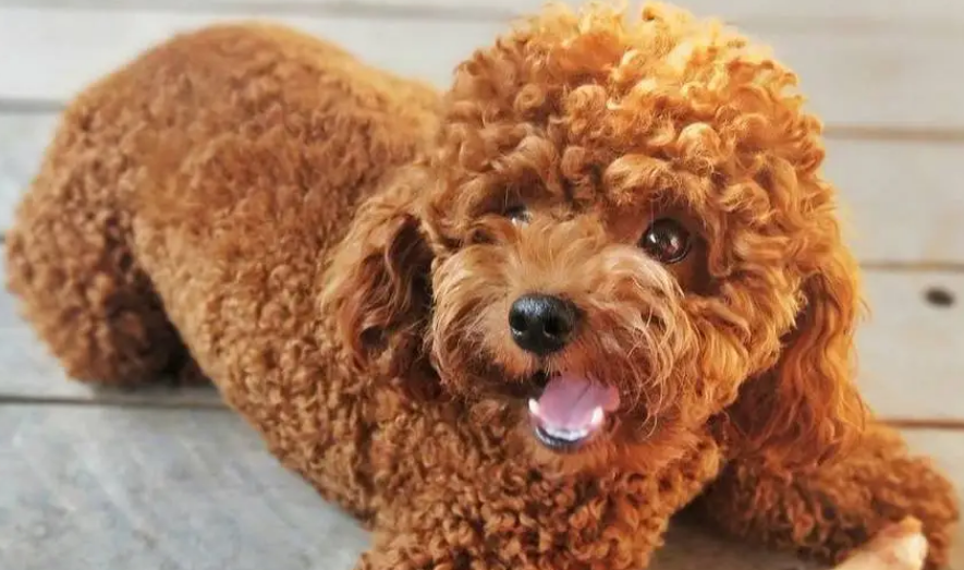 你知道泰迪犬的智商有多高吗？这18个小技巧能让你的泰迪犬轻松学会各种动作！