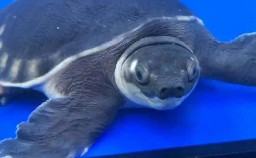 猪鼻龟蒙眼怎么治疗