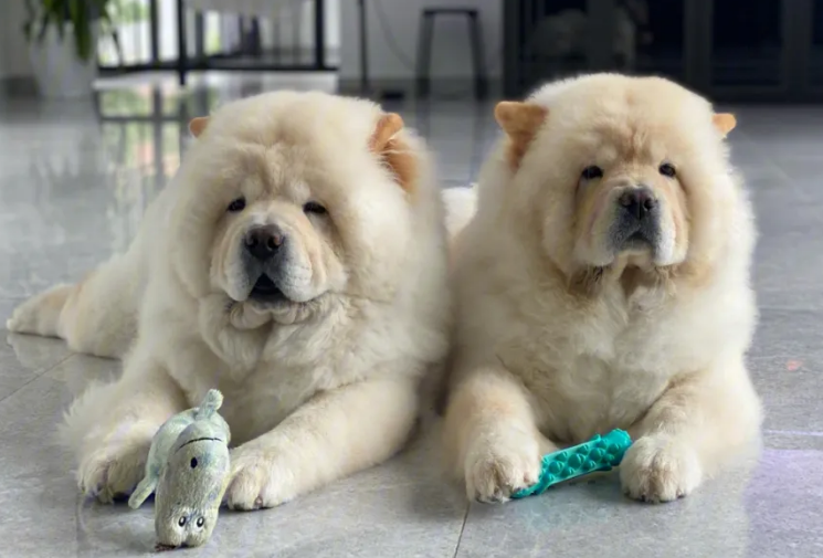 小型犬有哪些