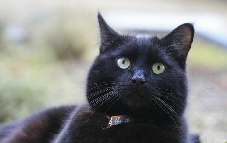 养黑猫十大忌讳 养黑猫十大忌讳