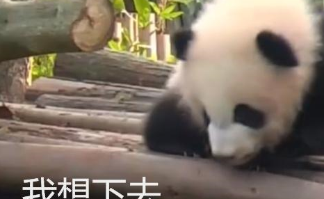 短腿的哀伤谁能懂?熊猫宝宝急的向奶爸求救,奶爸却笑翻了天 短腿的哀伤谁能懂?熊猫宝宝急的向奶爸求救,奶爸却笑翻了天