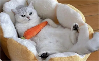 养小猫的注意事项