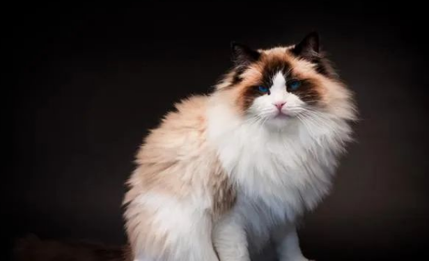 布偶和土猫杂交能长大吗?长大之路有何玄机? 布偶和土猫杂交能长大吗?长大之路有何玄机?