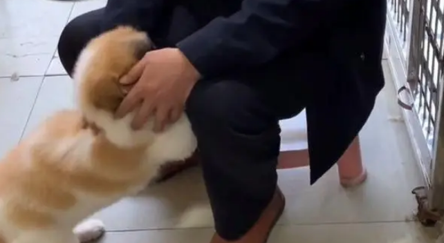 大爷送狗狗洗澡，洗的太干净不认识了，狗：你看我几分像从前