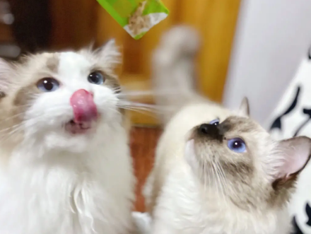 卡斯普猫条好吗 卡斯普猫条好吗