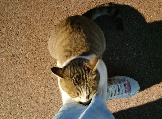 猫咪在校园找学生要食物，不给就抱大腿不松抓，掌握了要饭密码？