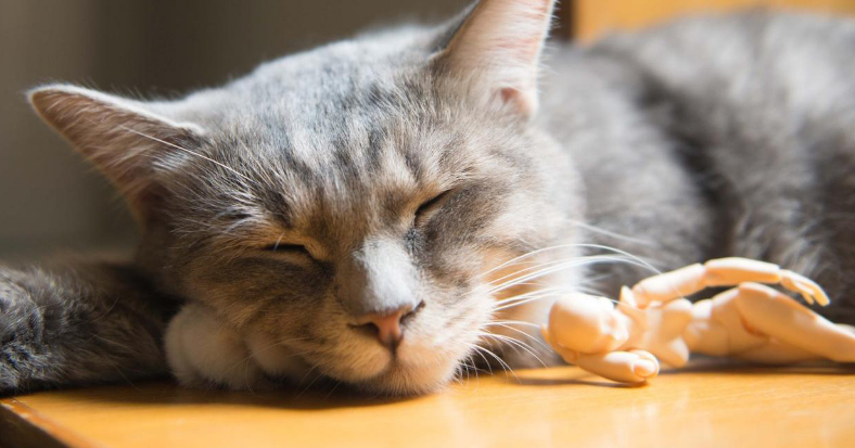 小猫一直吐黄水怎么办 小猫一直吐黄水怎么办