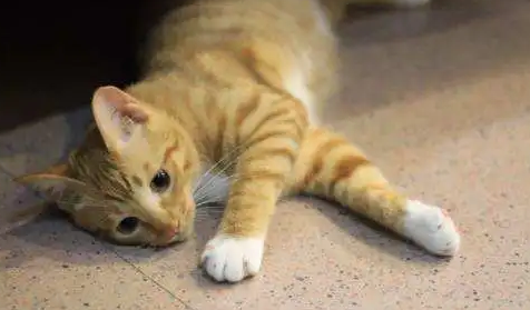 小猫快不行一直仰脖子