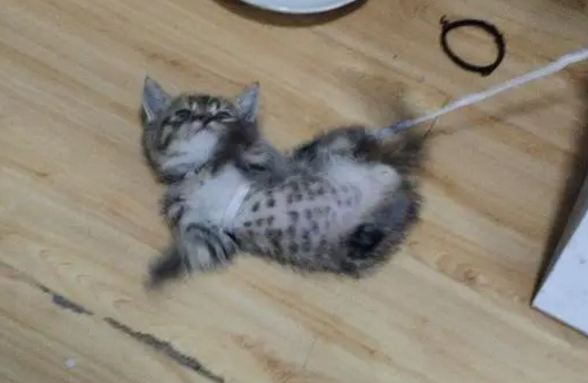 养猫不想养了扔哪里