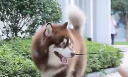 养大型犬的好处!湖南主人晒与狗狗有爱画面,下一秒狗狗表情亮了 养大型犬的好处!湖南主人晒与狗狗有爱画面,下一秒狗狗表情亮了
