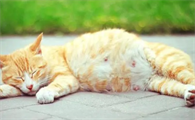 小猫怀孕几个月下崽