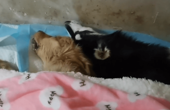 犬瘟后期被绑上嘴的二哈还是没挺过来,和它一起离去的还有一只4个月大的金毛 犬瘟后期被绑上嘴的二哈还是没挺过来,和它一起离去的还有一只4个月大的金毛
